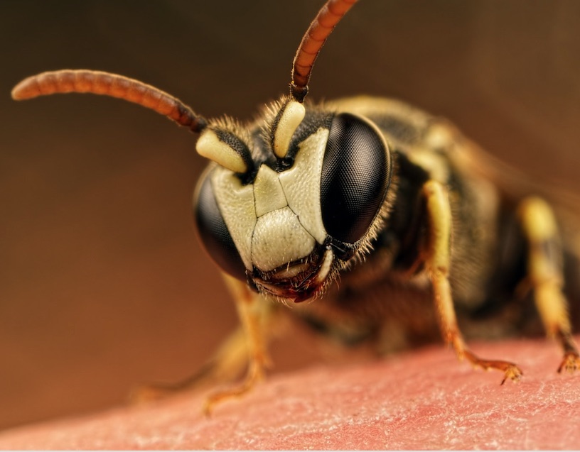 Hawaii YellowFaced Bees Declared Endangered in the US  Top News