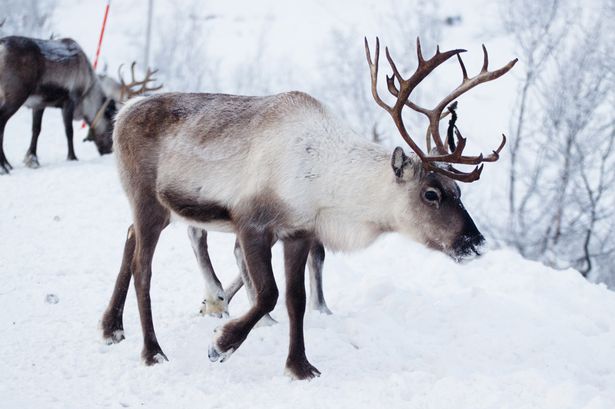 80,000 Reindeer Reported Dead: Starvation killed reindeer after unusual Arctic rains cut off the animals' food supply