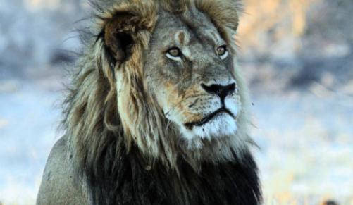 Cecil The Lion: Charges dropped against Cecil's hunter, Report
