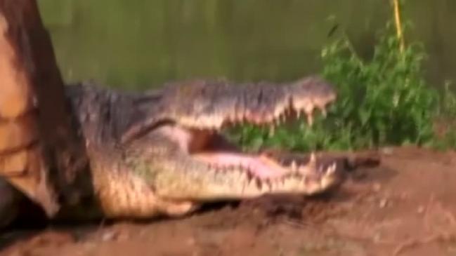 Giant crocodile rescued in Sri Lanka (Video)