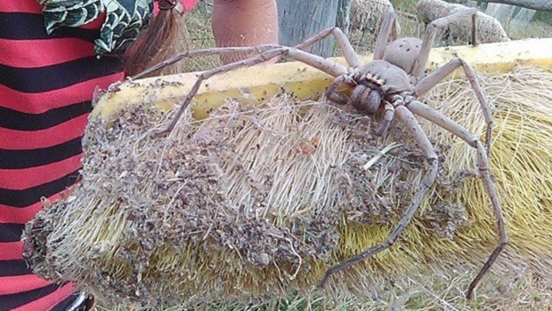 Photo of giant spider nicknamed Charlotte goes viral (3 photos)