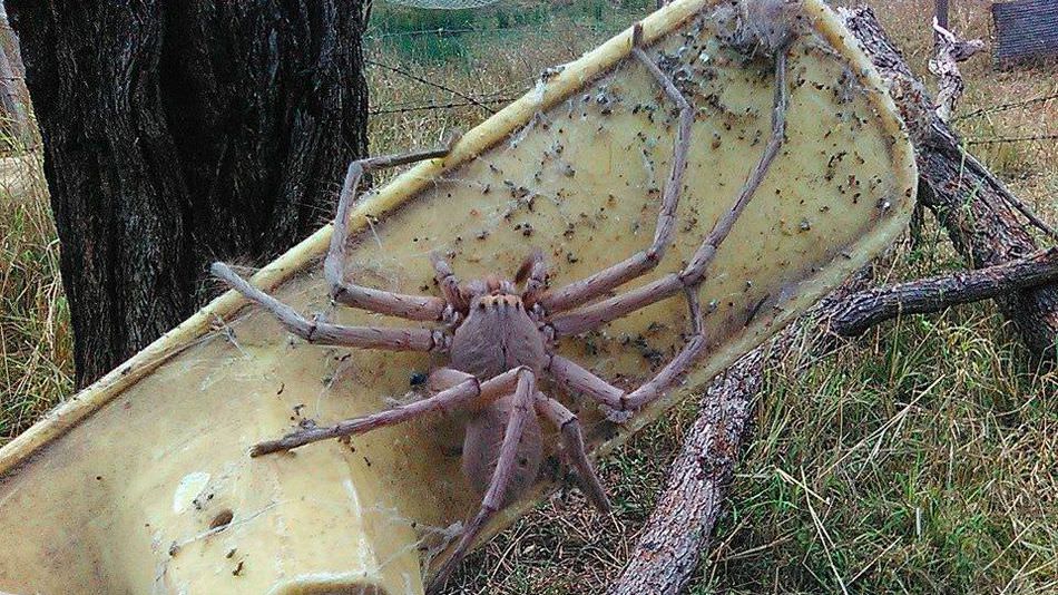 photo-of-giant-spider