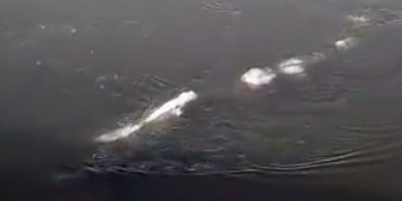 Strange 'thing' swimming in Alaska: Has the Loch Ness monster been found?