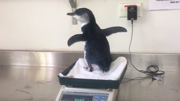 Sydney penguin rescue: Adorable baby fairy penguin found wandering in a filthy stormwater drain