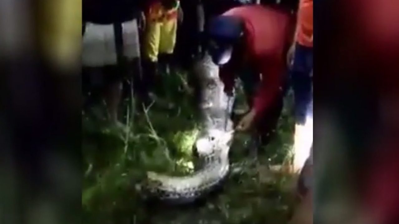 Indonesian Man Eaten By Python (Watch)