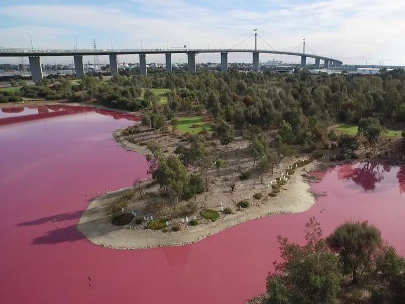 Melbourne lake turns pink in incredible natural phenomenon