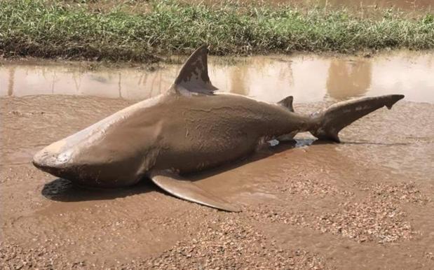 Shark Washed Up On Road In Ayr, Queensland (Watch)