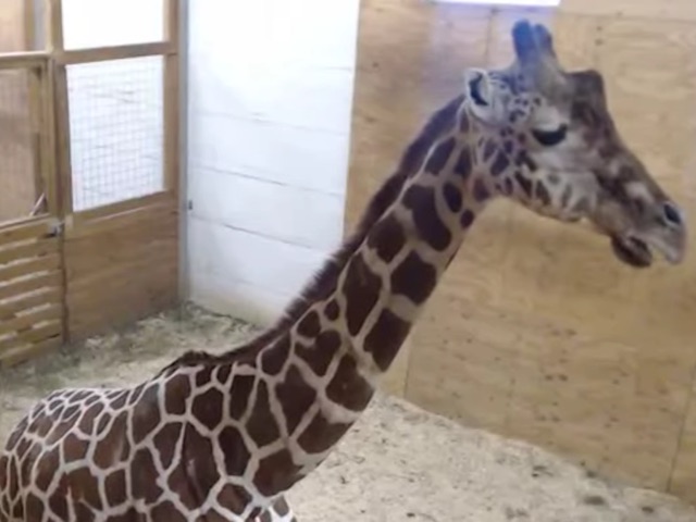 April The Giraffe: The world watches for a big baby on April Fools' Day