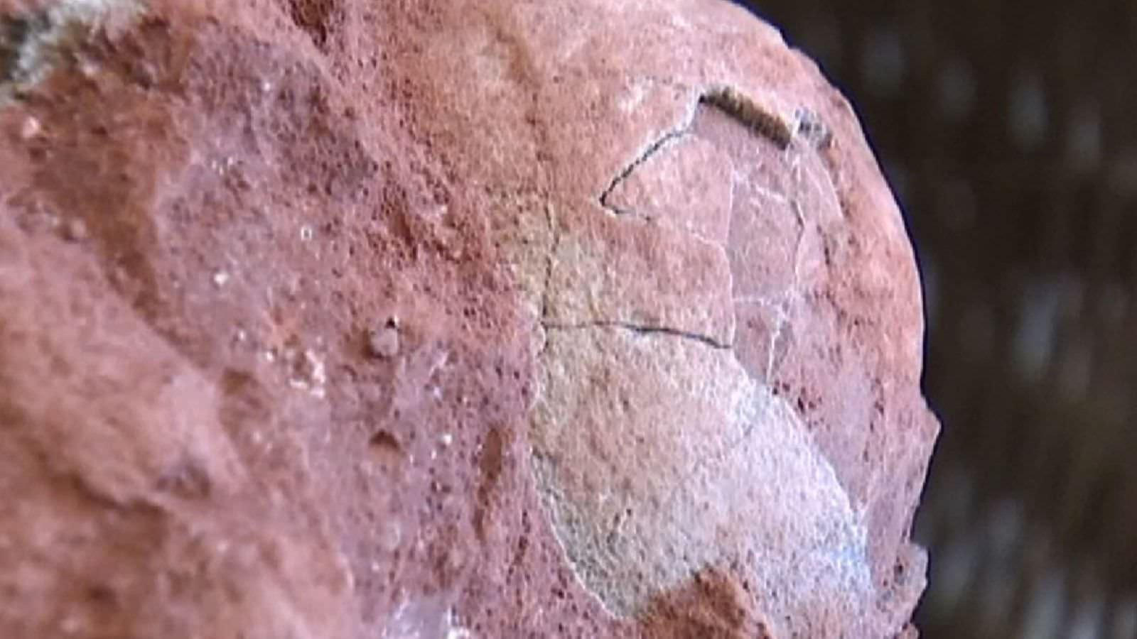 Dinosaur egg fossils found in China