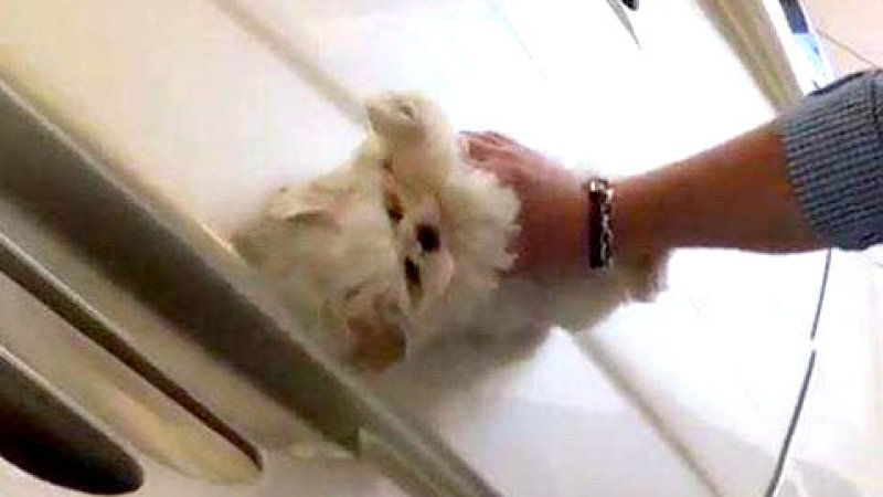 Maltese Puppy Used To Clean Supercar (Watch)