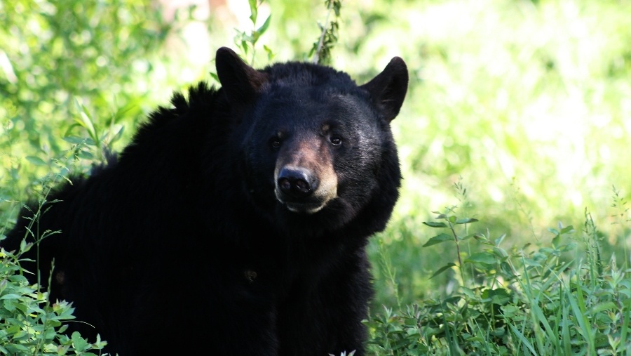 16 Year Old Killed By Bear In Alaska