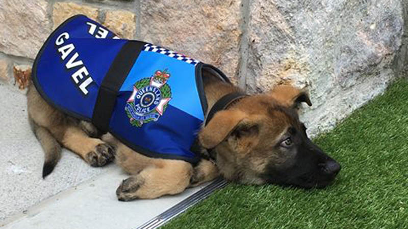 Australian Puppy Fired From Police For Being Too Friendly