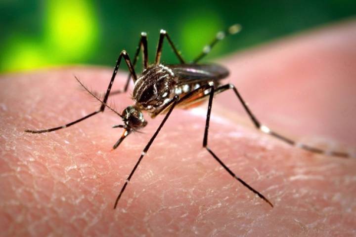 'Super malaria' spreads in South East Asia, poses global threat