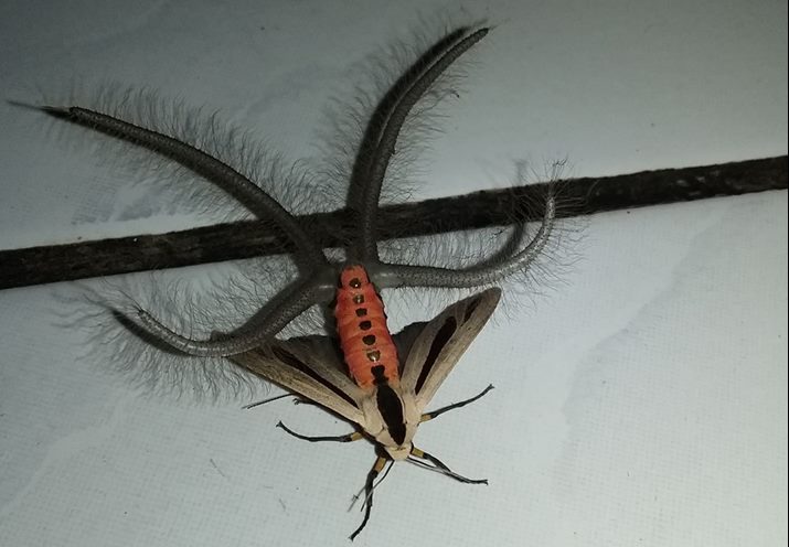 Bizarre tentacled insect pictured in Indonesia (Video)
