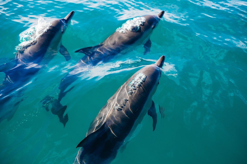 Dolphins could take over the planet…if they had thumbs, researchers say