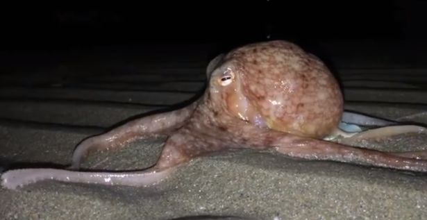 Octopus Spotted On Welsh beach (Watch)