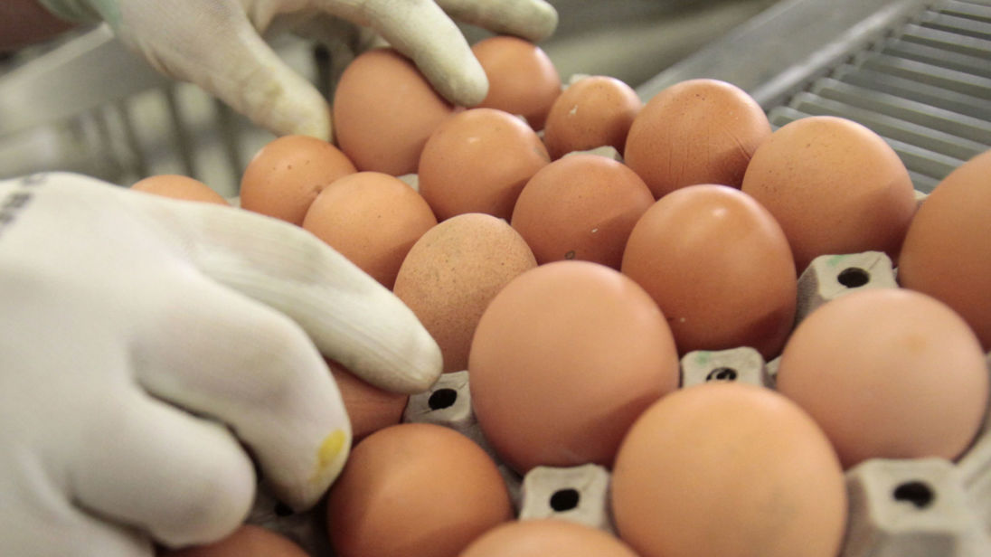 UK eggs declared safe to eat 30 years after salmonella scare