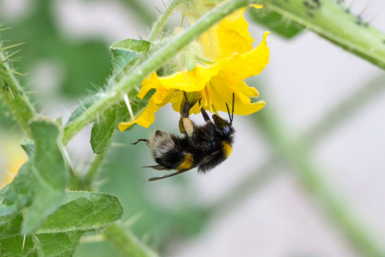 Buzzing of bees 'being weakened by pesticides', says new research