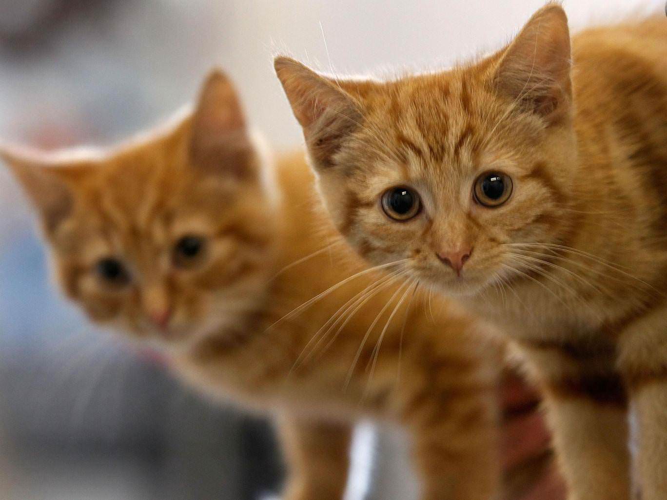 Croydon Cat Killer death toll reaches 400 animals