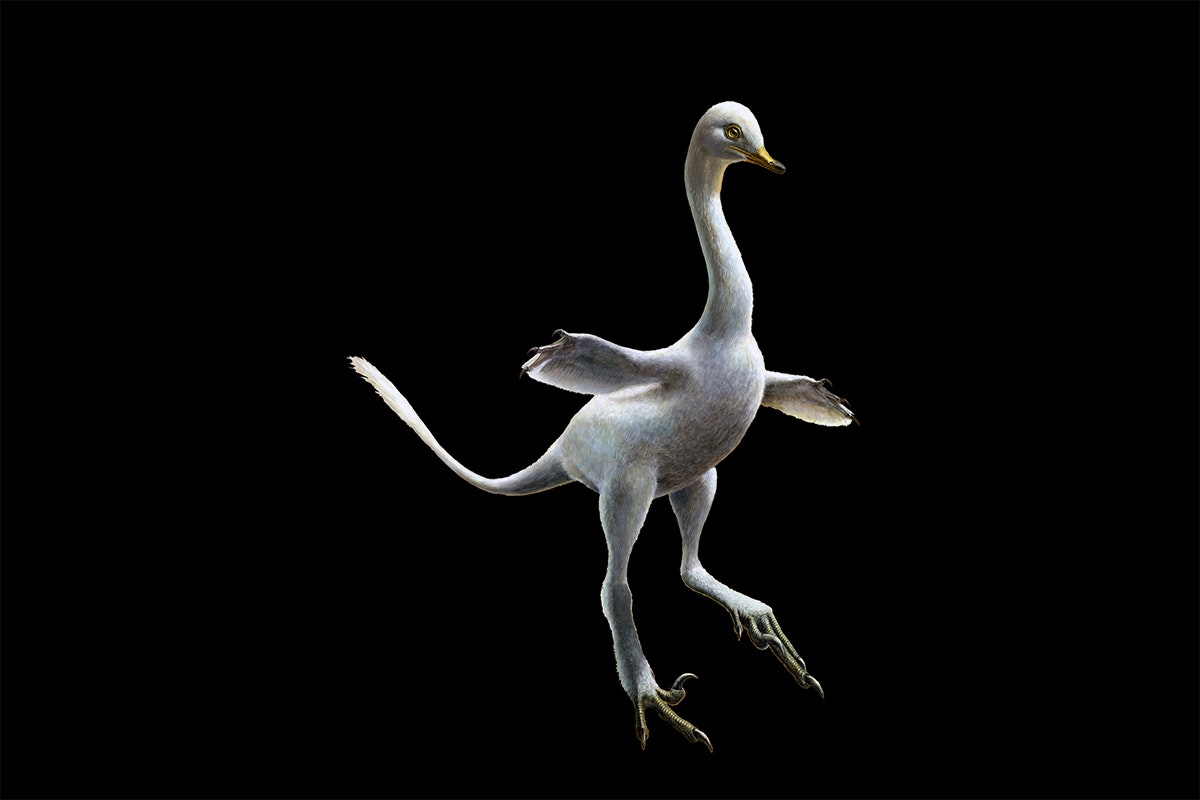 Duck Like Dinosaur Discovered, Says New Study