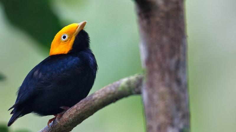 Golden-crowned manakins are 'exceedingly rare' hybrid, finds new research