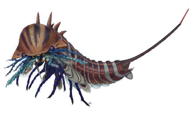 Habelia Optata: A 508-Million-Year-Old Sea Creature