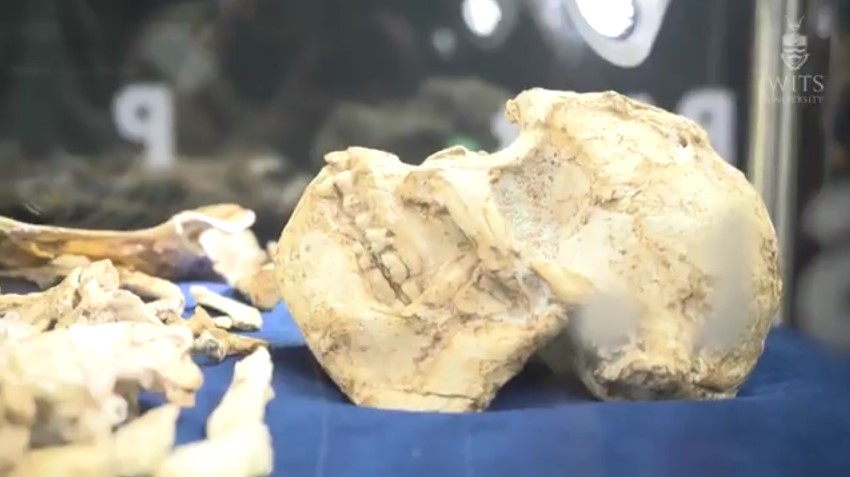 Little Foot Skeleton Unveiled After 20 years
