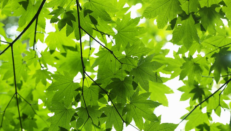 Scientists Discovered the Origin of Photosynthesis