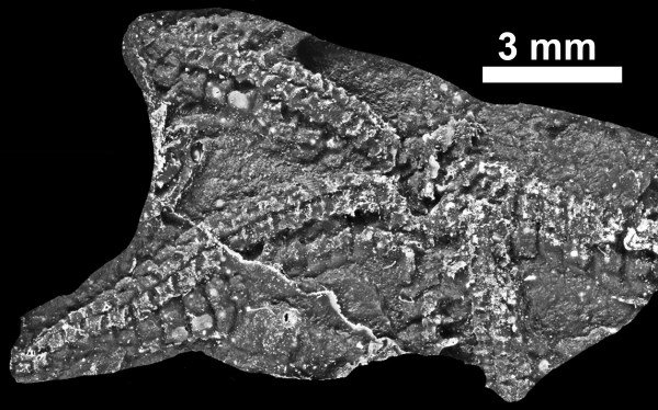 435 Million-year-old Starfish Found in Galway, Report