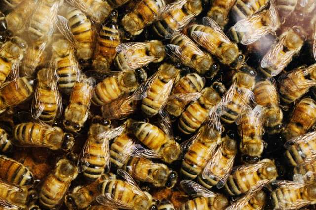 Lowa boys 'kill half a million bees'