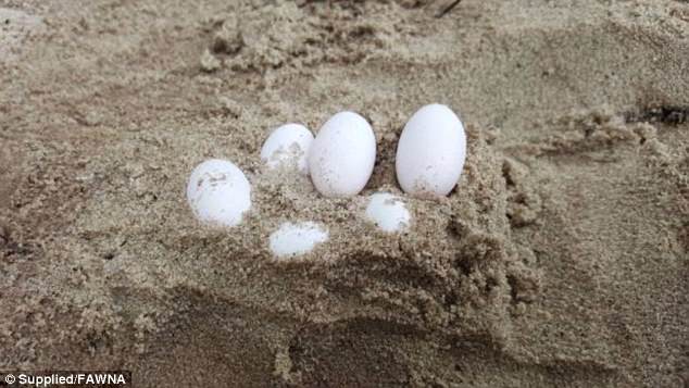 Students Find Snake Eggs in Australian school sandpit
