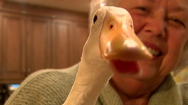 Students Make a 3D Printed Leg for Duck (Watch)