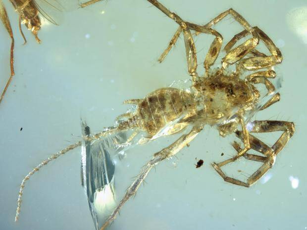 Ancient arachnid found preserved in amber