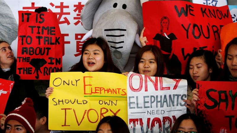 Hong Kong to ban ivory sales