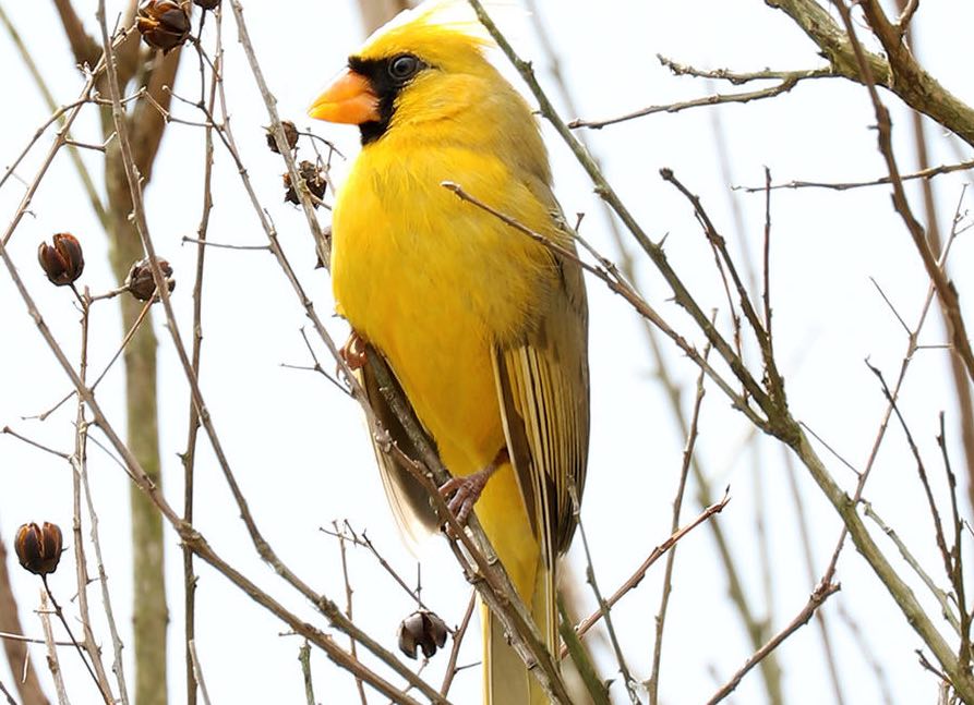 'One in a Million' Yellow Cardinal Seen in U.S. Backyard (Watch)