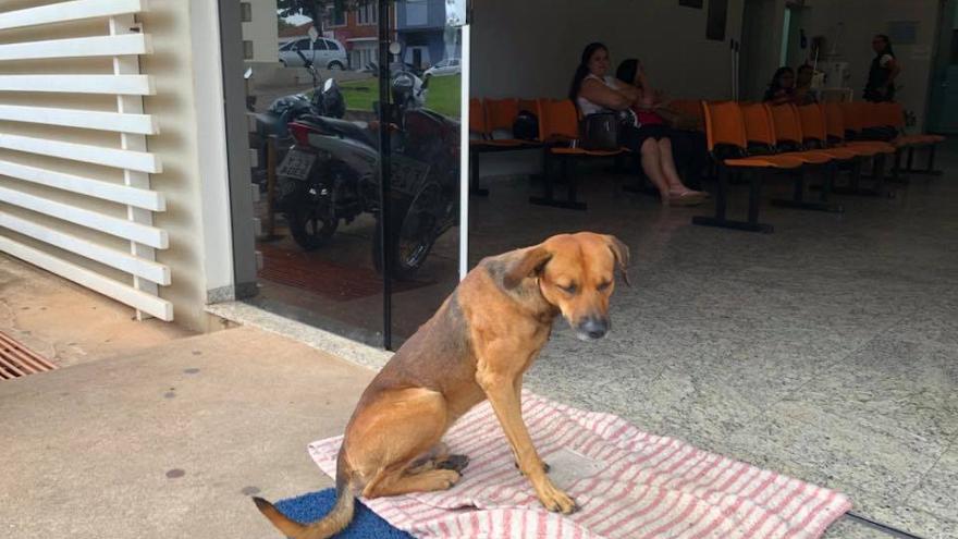 Loyal Dog Refuses To Leave Hospital After Owner's Death