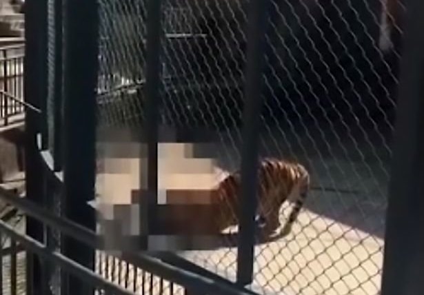 Zoo Keeper Mauled And Eaten Alive By Tiger In China