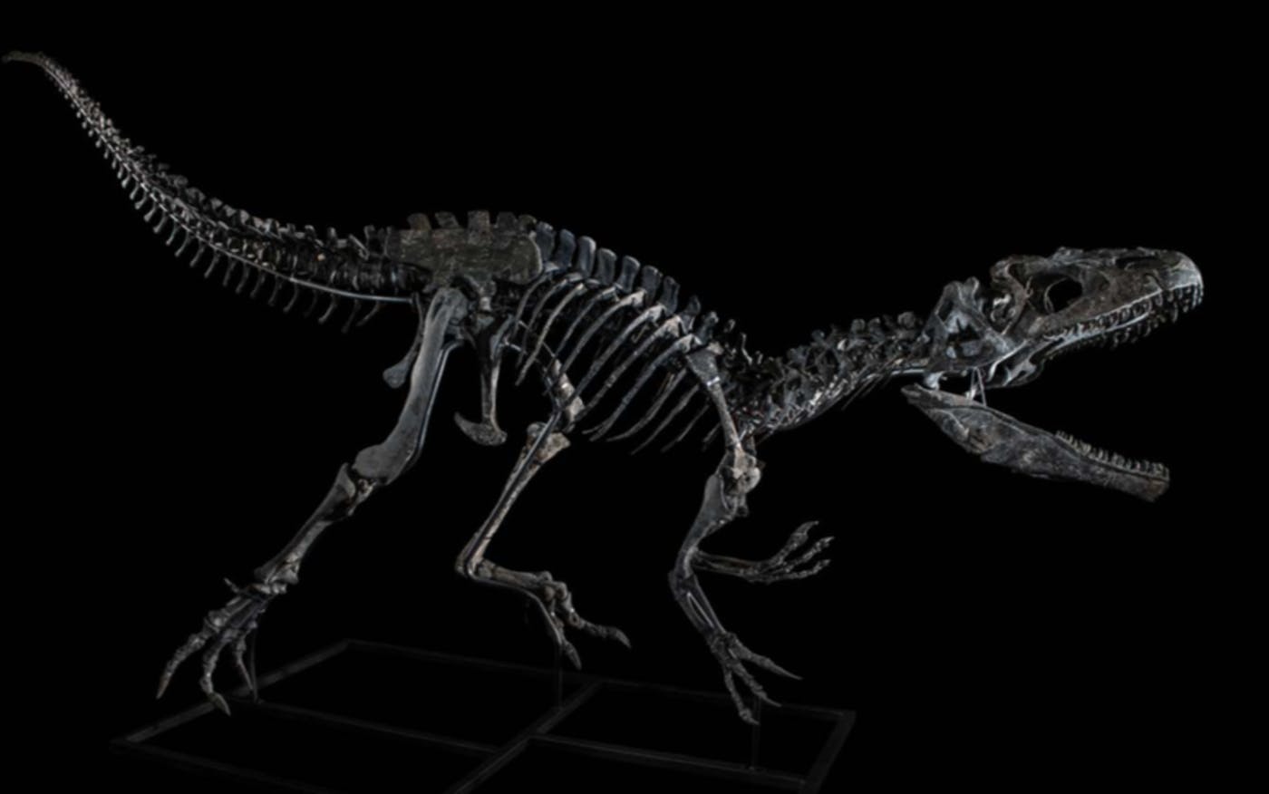 Dinosaur Skeletons for sale in Paris this week
