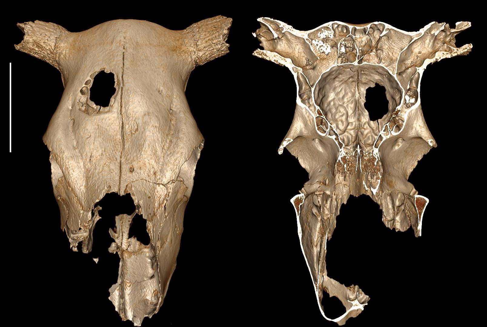 Hole in cow's skull Bears Evidence Of Early Cranial Surgery