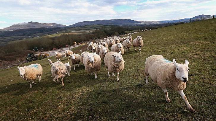 Sheep-multiple sclerosis connection, Study