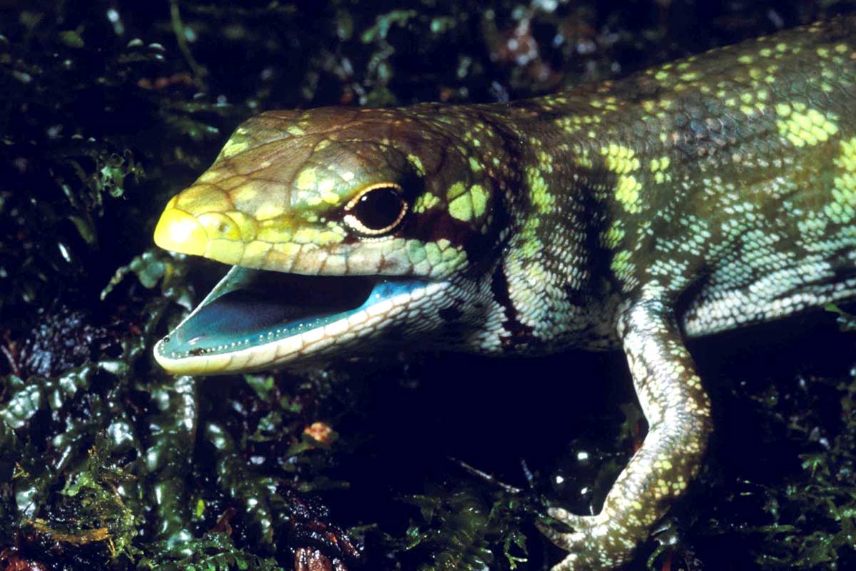 Green-blooded Lizards Evolved Four Times (Study)