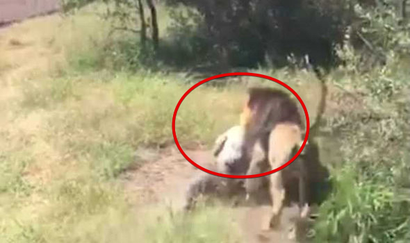 Lion Attack: Brit's miracle escape after lion mauling at sanctuary (Watch)
