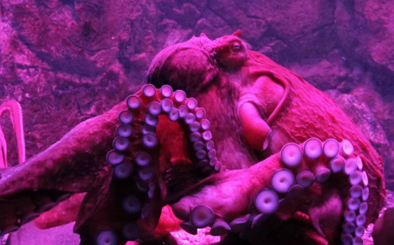 Octopus Come From Space? "There Is No Evidence For It At All."