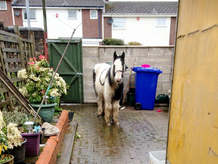 Pony dumped in backyard of Stoke-on-Trent home