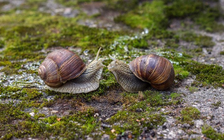 Snail Memory Transplant: Scientists transfer memory between animals