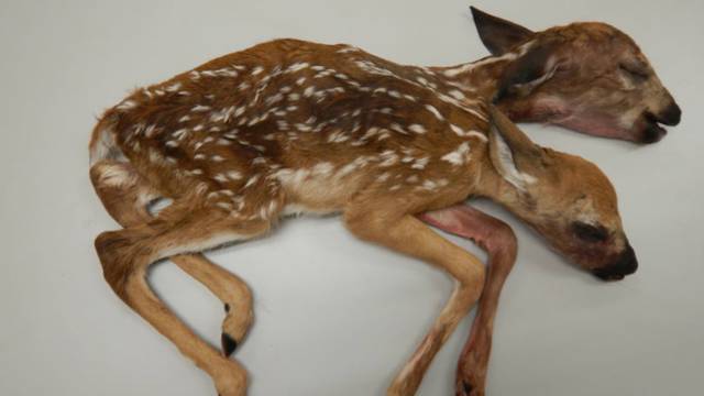 Two-headed deer discovered in Minnesota displays rare deformity
