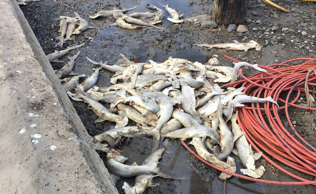 Dead hammerhead shark pups found off Ke'ehi Lagoon in Honolulu
