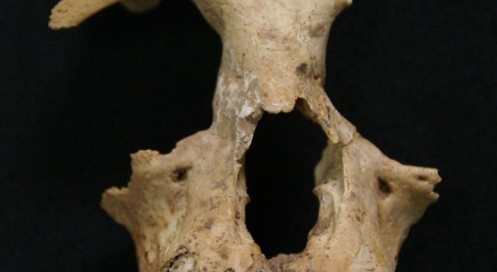 Extinct ape species found in ancient Chinese tomb