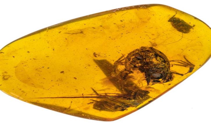Frogs in amber surface after 99 million years, Researchers Say