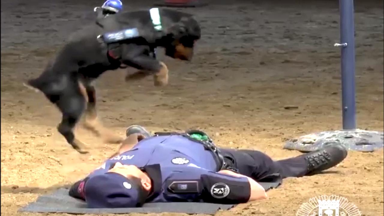 Police dog performs CPR in viral video (Watch)